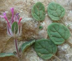 پونه سای دنایی